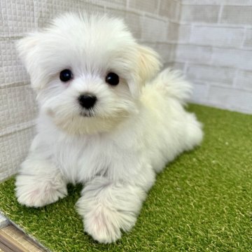 マルチーズ【熊本県・女の子・2024年9月17日・ホワイト】の写真「マズル短め、小柄な短足ちゃん♡」