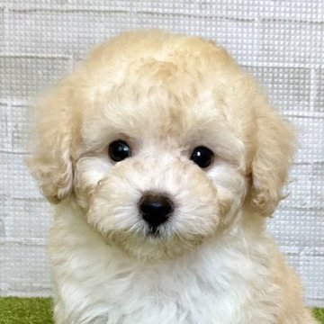 タイニープードル【熊本県・男の子・2025年3月24日・クリーム】の写真「マズルが短い、短足くん♡」