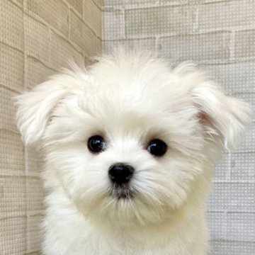 マルチーズ【熊本県・女の子・2025年8月24日・ホワイト】の写真「毛量たっぷり短足な子」