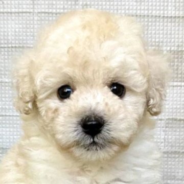 トイプードル(トイ)【熊本県・男の子・2025年10月28日・クリーム】の写真「愛嬌抜群の高速しっぽフリフリ！！」