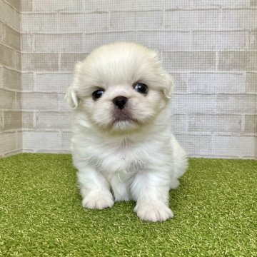 ペキニーズ【熊本県・男の子・2025年2月1日・ホワイト】の写真「愛嬌たっぷりのペロペロ君」