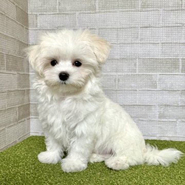 千葉県の近隣のマルチーズの子犬を探す｜ブリーダー直販の子犬