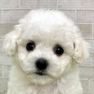 ビションフリーゼ【熊本県・女の子・2025年7月10日・ホワイト】の写真「おめめグリグリの爆毛ちゃん」