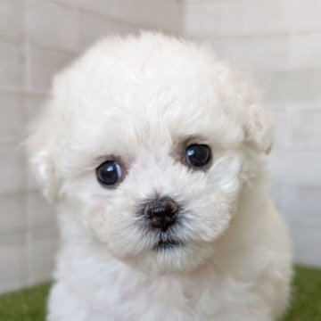 ビションフリーゼ【熊本県・女の子・2025年9月28日・ホワイト】の写真「超絶美人さんなのに天真爛漫」