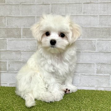 マルチーズ【熊本県・男の子・2024年12月19日・ホワイト】の写真「キュートな癒し系男子♡」
