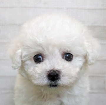 ビションフリーゼ【熊本県・男の子・2025年9月28日・ホワイト】の写真「のんびりまったりの性格の子」