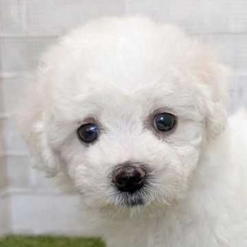 ビションフリーゼ【熊本県・男の子・2025年9月28日・ホワイト】の写真「モッフモフな子になるよ」