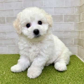 ビションフリーゼ【熊本県・女の子・2025年5月19日・ホワイト】の写真「毛量たっぷりモフモフちゃん♡」