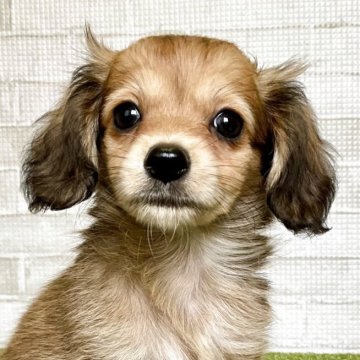 チワックス(チワワ×カニンヘンダックスフンド)【熊本県・男の子・2025年3月18日・レッド】の写真「人懐っこっくて好奇心旺盛な元気ボーイ♡」