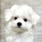 マルチーズ