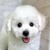 ビションフリーゼ