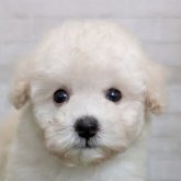 トイプードル(タイニー)