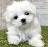 マルチーズ