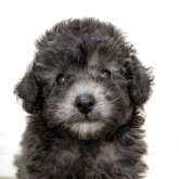 トイプードル(トイ)