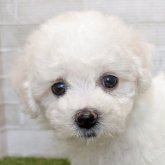 ビションフリーゼ