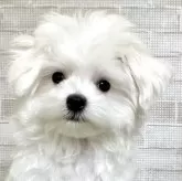 マルチーズ