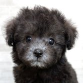 トイプードル(ティーカップ)