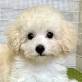 タイニープードル