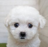 ビションフリーゼ