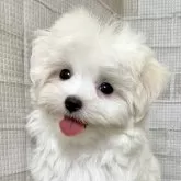 マルチーズ