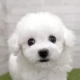 ビションフリーゼ