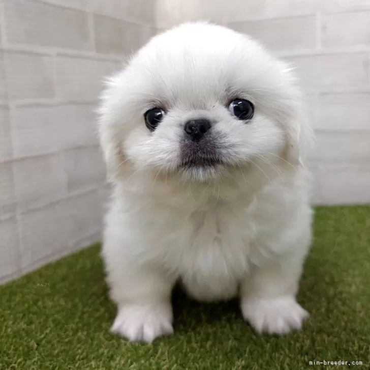 ペキニーズ【熊本県・女の子・2025年9月7日・ホワイト】小柄な美人さん