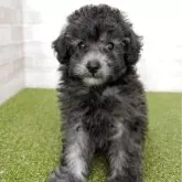 トイプードル(トイ)【熊本県・男の子・2025年9月12日・シルバー】の写真2