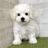 ビションフリーゼ【熊本県・女の子・2026年2月1日・ホワイト】の写真2