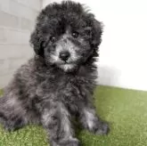 トイプードル(トイ)【熊本県・男の子・2025年9月12日・シルバー】の写真3