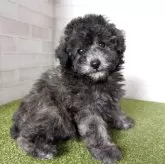 トイプードル(トイ)【熊本県・男の子・2025年9月12日・シルバー】の写真5