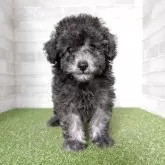 トイプードル(トイ)【熊本県・男の子・2025年9月12日・シルバー】の写真7