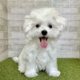 マルチーズ【熊本県・男の子・2025年2月9日・ホワイト】の写真7