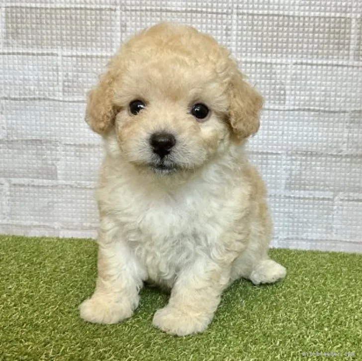 ID：2304-05011の子犬