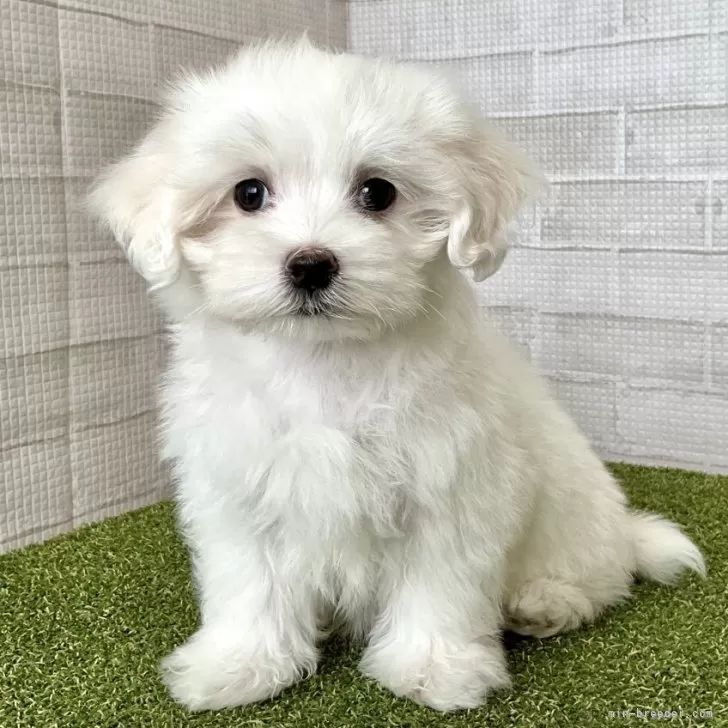 フランキー 様のお迎えした子犬