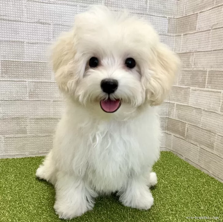 ID:2407-04645の子犬