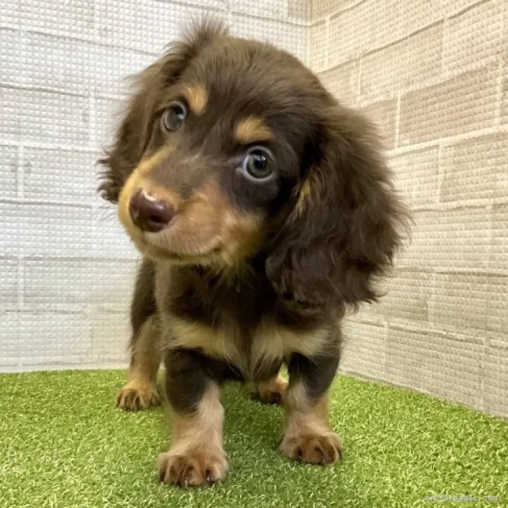ID:2310-03251の子犬
