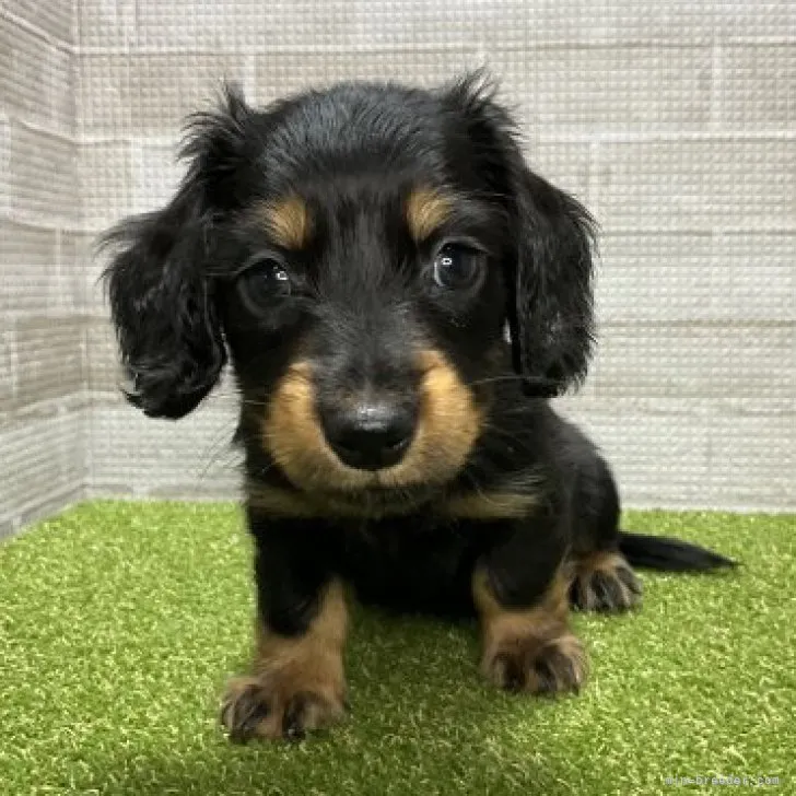 Y.H 様のお迎えした子犬