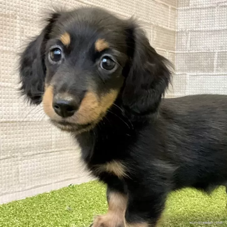 ID:2401-03954の子犬