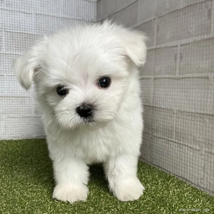 ID：2307-02914の子犬