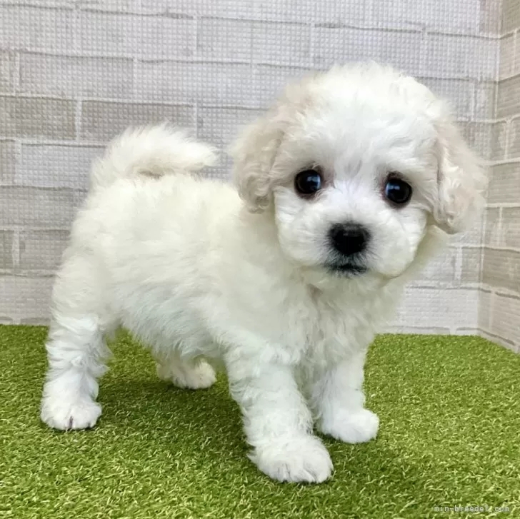 ID：2409-07571の子犬