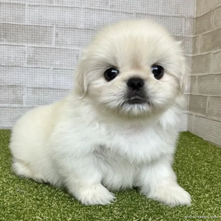 Y 様のお迎えした子犬