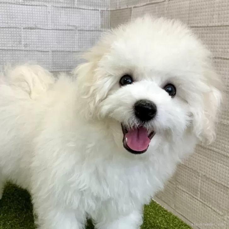 ID:2407-07024の子犬
