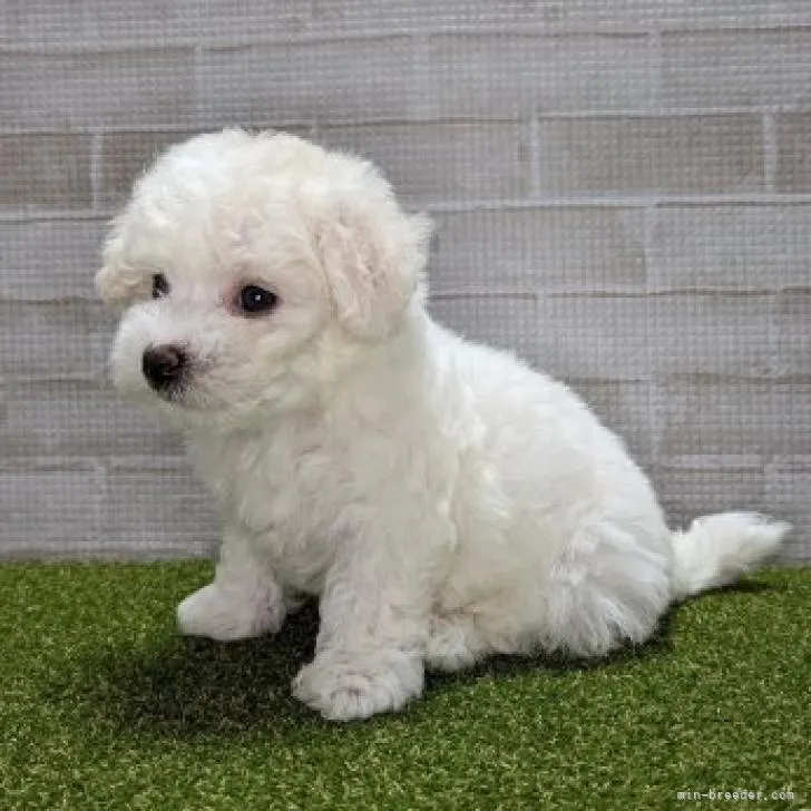 R.A 様のお迎えした子犬