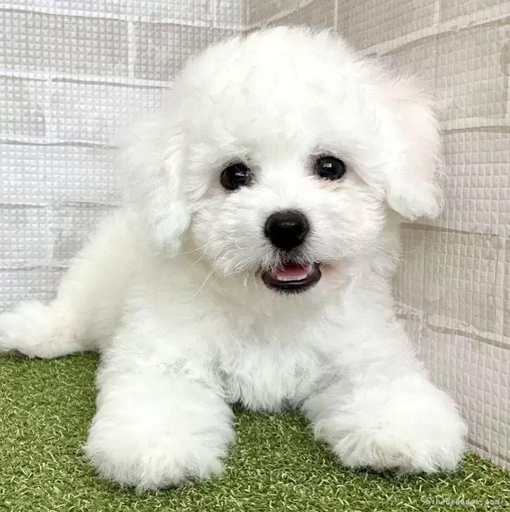 ID：2402-03144の子犬