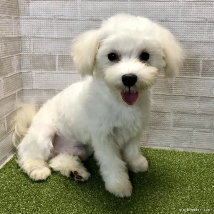 ID:2212-01985の子犬
