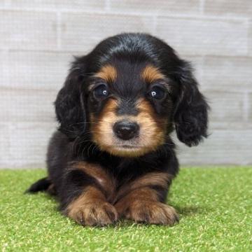 ミニチュアダックスフンド(ロング)【熊本県・女の子・2022年10月31日・ブラックタン】の写真「優しい顔立ちの女の子です ♡」