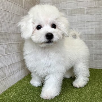 ビションフリーゼ【熊本県・男の子・2023年12月5日・ホワイト】の写真「人懐っこいペロペロ君❣️好奇心旺盛な元気boy♡」