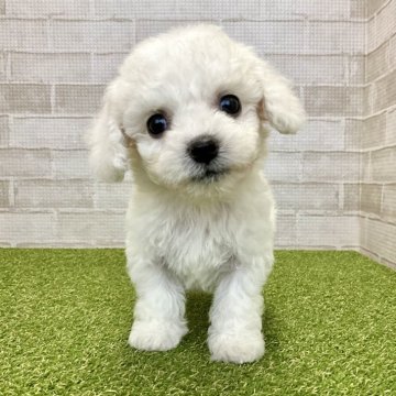 ビションフリーゼ【熊本県・男の子・2024年8月9日・ホワイト】の写真「おっとりした性格の小柄くん♡」