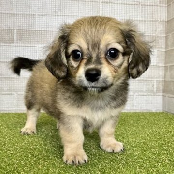 チワックス(チワワ×ミニチュアダックス)【熊本県・男の子・2023年4月4日・フォーン】の写真「お目々クリクリ、好奇心旺盛な元気BOY ♡」