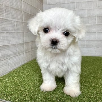 マルチーズ【熊本県・男の子・2023年7月6日・ホワイト】の写真「販売期間 7/4迄❗️小柄なおっとりboy ♡」